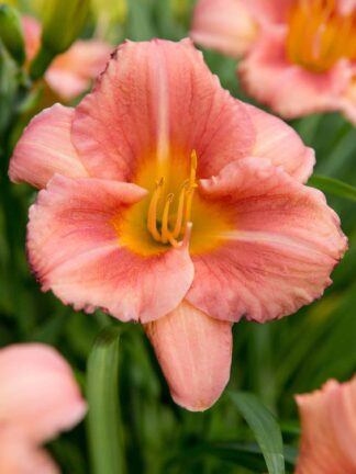 Hemerocallis  EveryDaylily Cerise