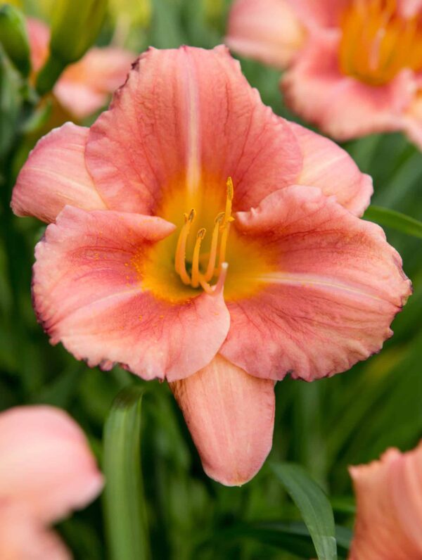 Hemerocallis  EveryDaylily Cerise