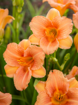Hemerocallis  EveryDaylily Pink Wing