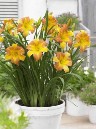 Hemerocallis  EveryDaylily Punch Yellow