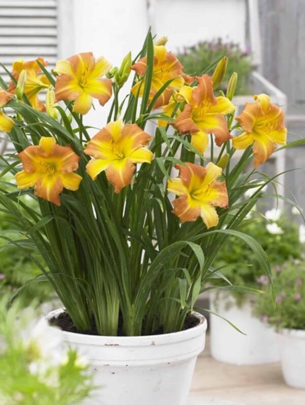 Hemerocallis  EveryDaylily Punch Yellow