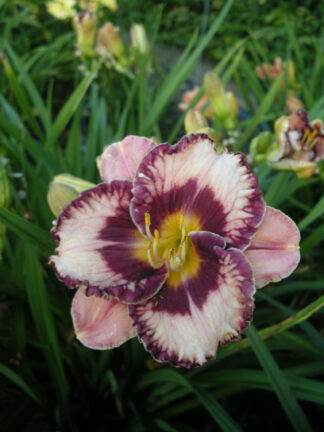 Hemerocallis  Exotic Treasure
