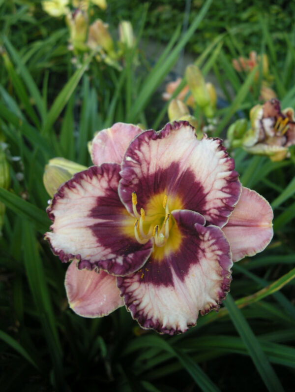 Hemerocallis  Exotic Treasure