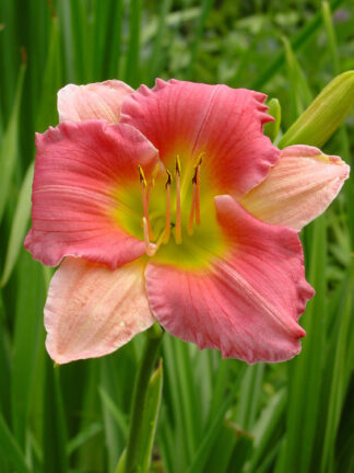 Hemerocallis  Final Touch