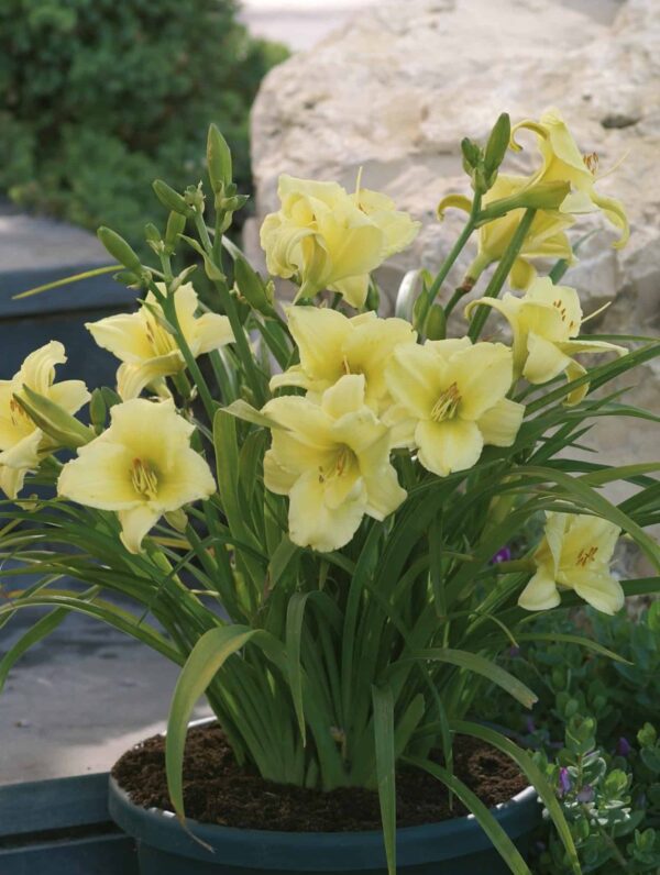 Hemerocallis  Fragrant Returns