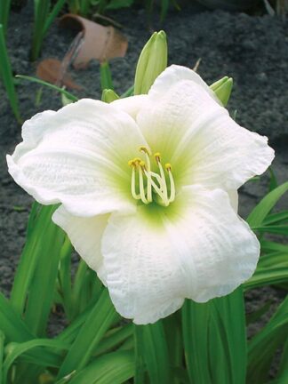 Hemerocallis  Gentle Shepherd