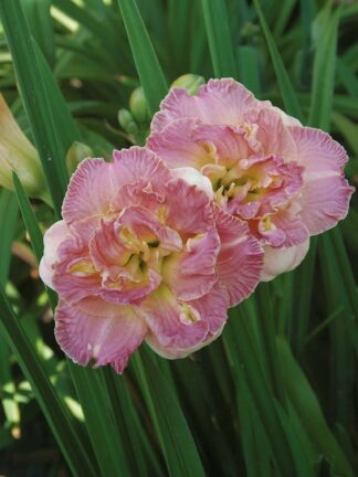 Hemerocallis  Lacy Dolly