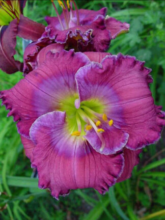 Hemerocallis  Lavender Blue Baby