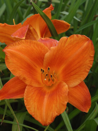 Hemerocallis  Mauna Loa