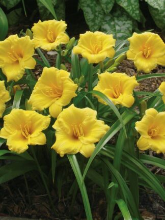 Hemerocallis  Mini Stella
