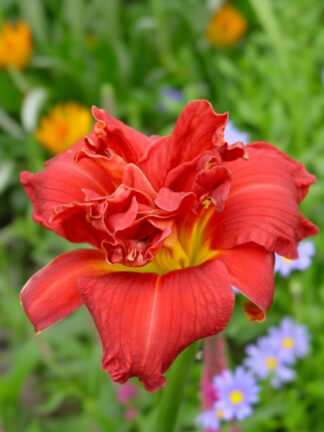 Hemerocallis  Moses' Fire
