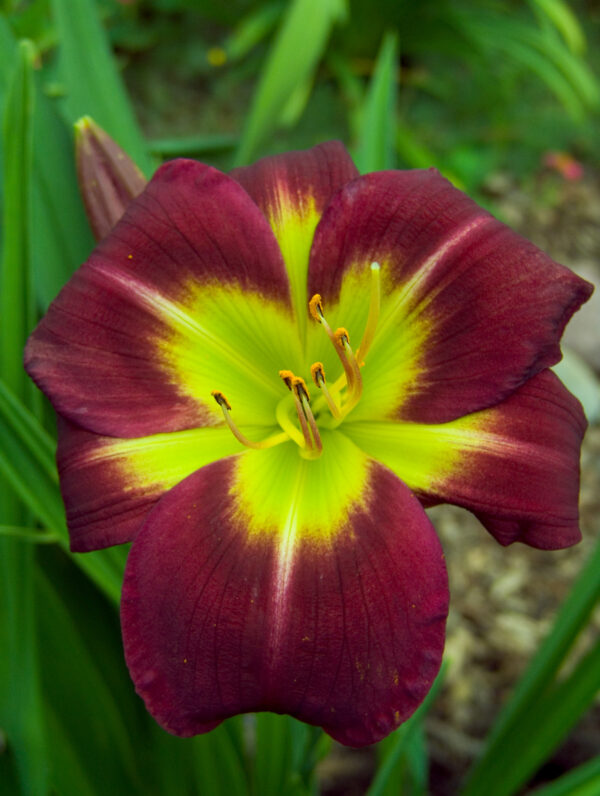 Hemerocallis  Night Beacon