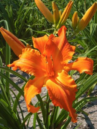 Hemerocallis  Primal Scream