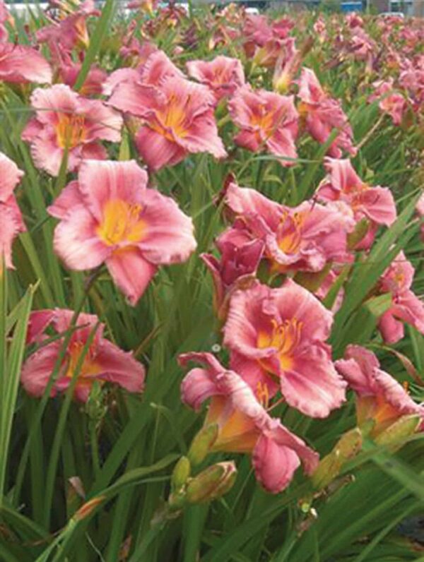 Hemerocallis  Rosy Returns