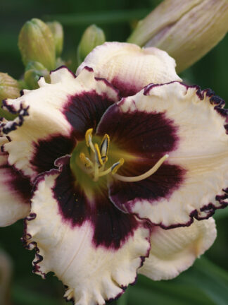 Hemerocallis  Sabine Bauer