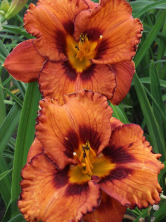 Hemerocallis  San Luis Halloween