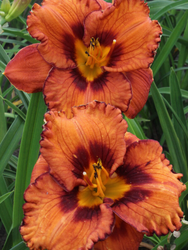 Hemerocallis  San Luis Halloween
