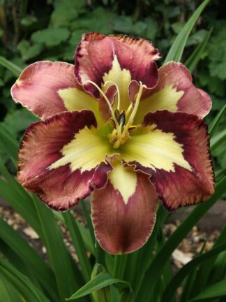 Hemerocallis  Spacecoast Behaviour Pattern