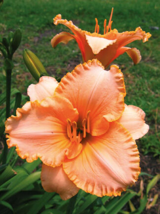 Hemerocallis  Spacecoast Early Bird
