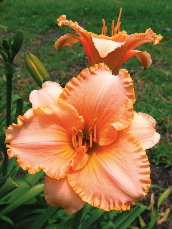 Hemerocallis  Spacecoast Early Bird