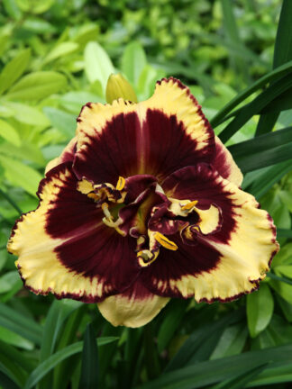 Hemerocallis  Tiger Blood