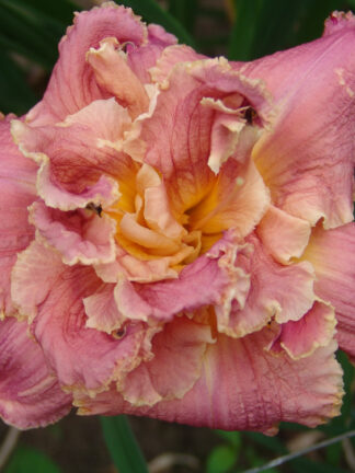 Hemerocallis  Venetian Fringe