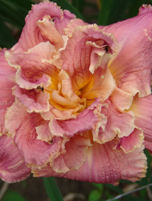 Hemerocallis  Venetian Fringe