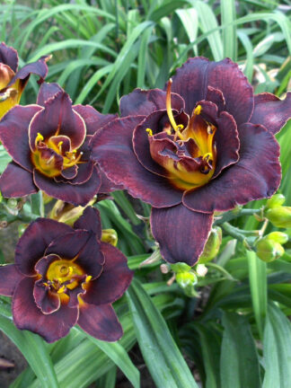 Hemerocallis  Voodoo Dancer