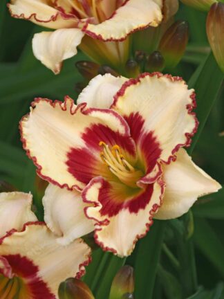 Hemerocallis  Cryptic Message