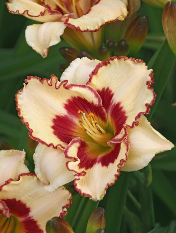 Hemerocallis  Cryptic Message