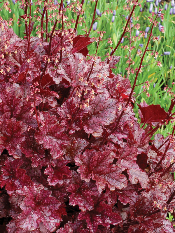 Heuchera  Marmelade