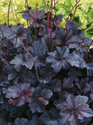 Heuchera  Obsidian