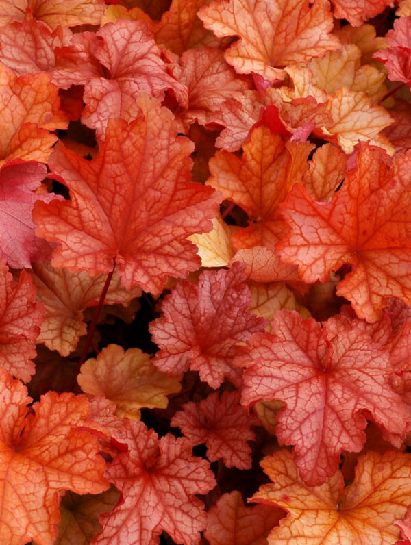 Heuchera  Paprika