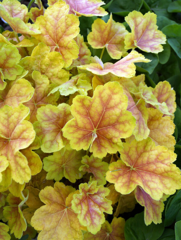 Heuchera  Tiramisu