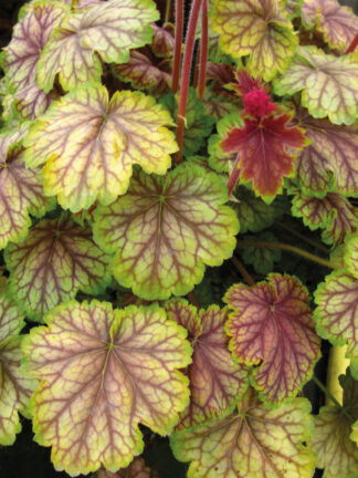 Heuchera  Van Gogh