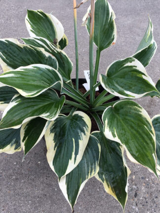 Hosta  Hi-Class
