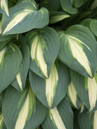 Hosta Little Treasure
