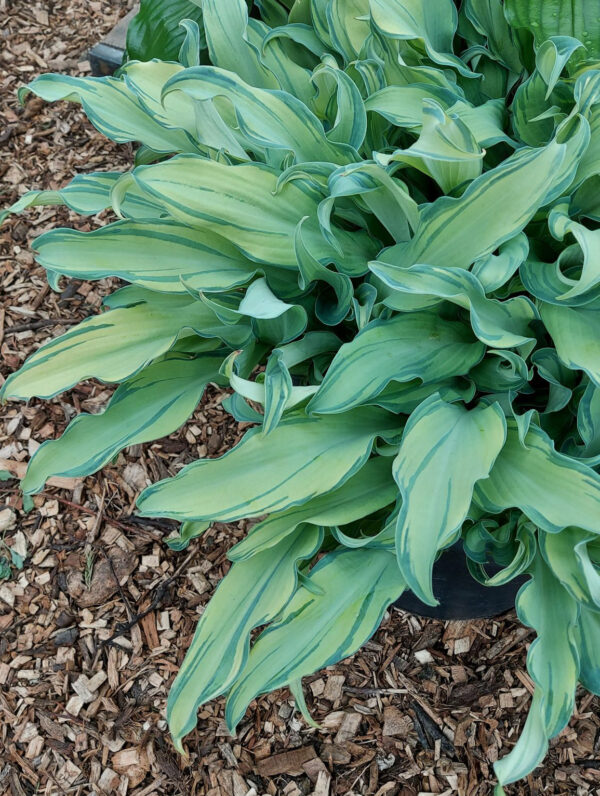 Hosta Ripple Effect