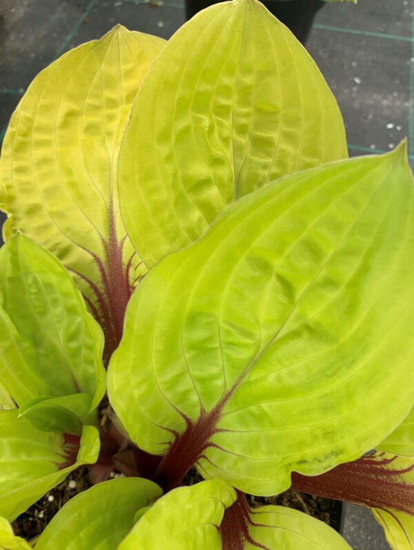 Hosta Lemon Snap