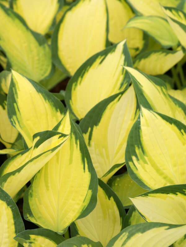 Hosta Orange Marmalade