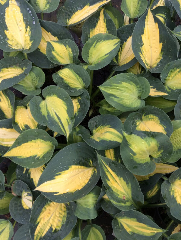 Hosta Smash Hit
