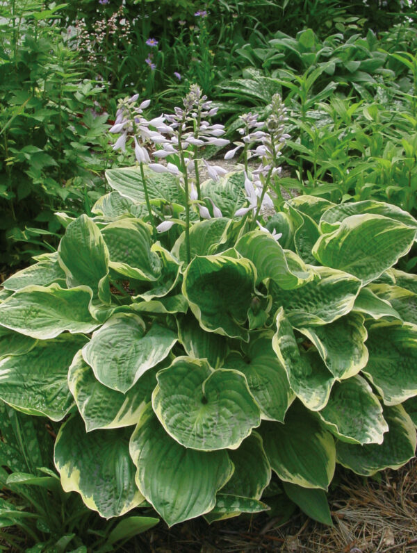 Hosta Christmas Tree