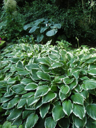 Hosta  Albomarginat