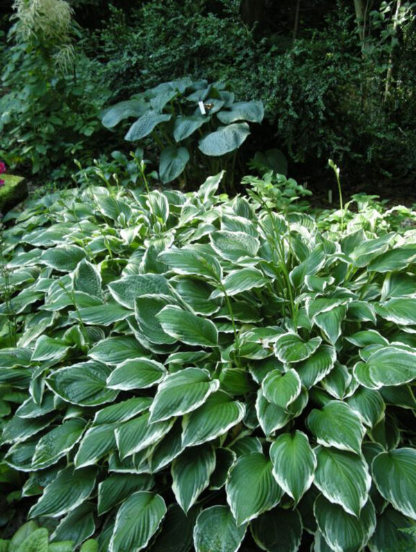 Hosta  Albomarginat