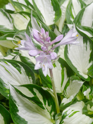 Hosta  Amazone