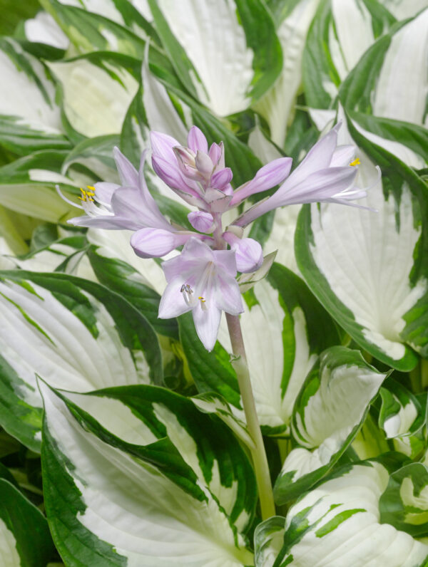 Hosta  Amazone