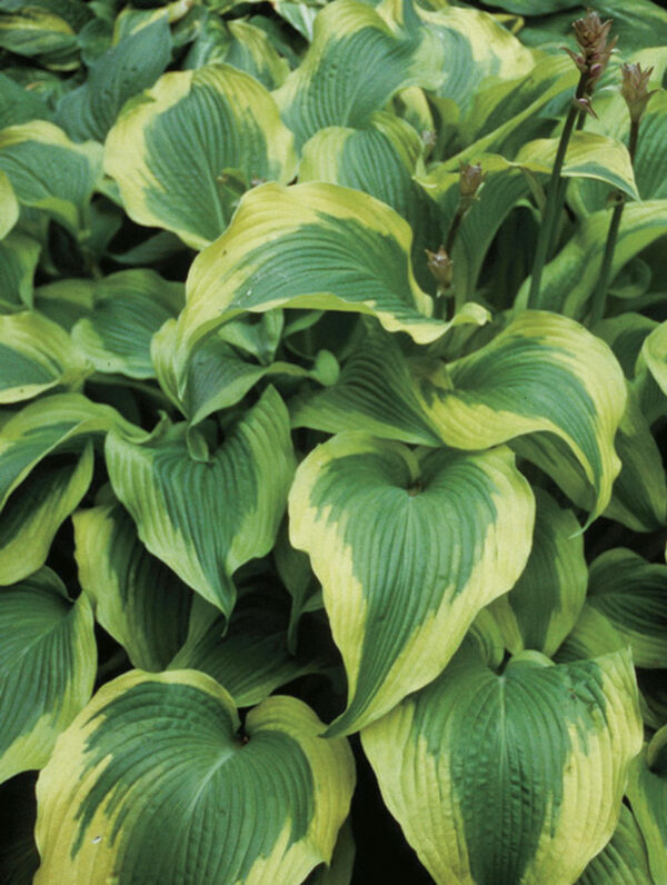Hosta  Atlantis