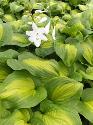 Hosta  Avocado