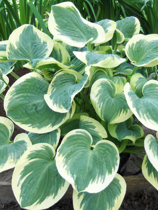 Hosta Barbara Ann