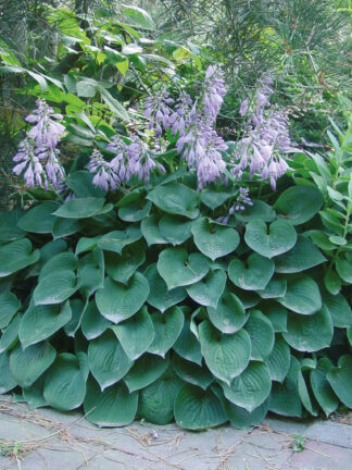 Hosta  Blue Cadet